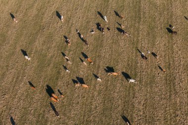 Yaz yeşil alan, inek sürüsü havadan görünümü