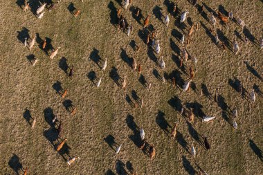 Yaz yeşil alan, inek sürüsü havadan görünümü