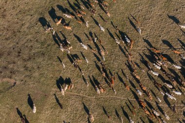 Yaz yeşil alan, inek sürüsü havadan görünümü