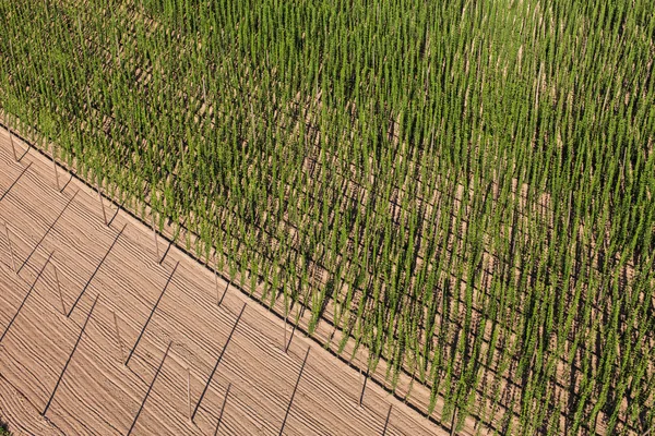 Vue aérienne de la culture du houblon dans un jardin de houblon — Photo