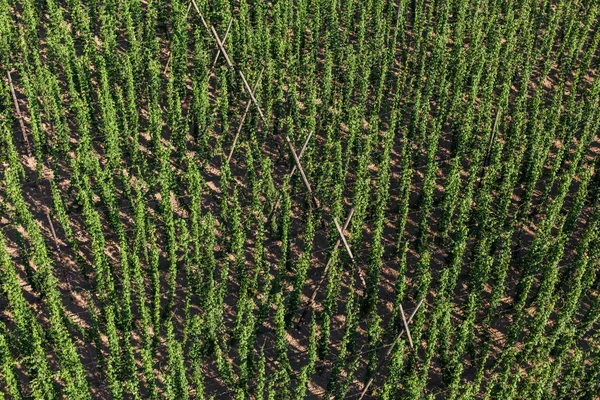 Vista aérea del cultivo de lúpulo en un jardín de lúpulo —  Fotos de Stock