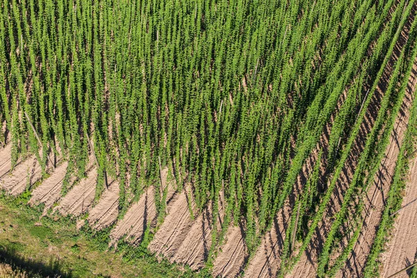 Vista aérea do cultivo de lúpulo em um jardim de lúpulo — Fotografia de Stock