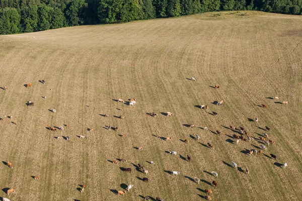 Vista aérea del rebaño de vacas en el campo verde de verano — Foto de Stock