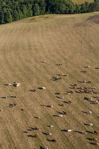 Вид с воздуха на стадо коров на летнем зеленом поле — стоковое фото