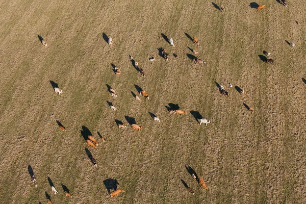 Vista aérea del rebaño de vacas en el campo verde de verano —  Fotos de Stock