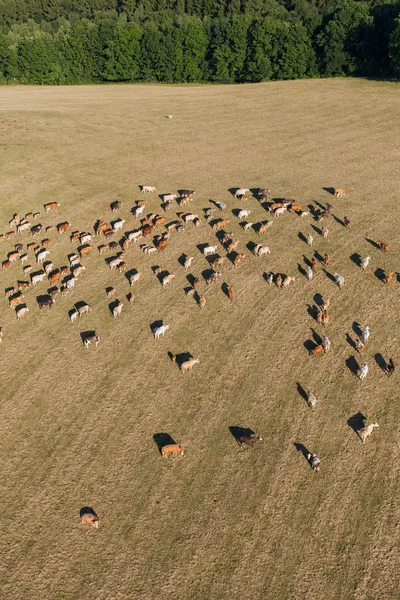Вид с воздуха на стадо коров на летнем зеленом поле — стоковое фото