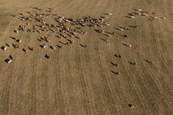 Aerial view of herd of cows at summer green field — Stock Photo, Image