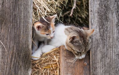 Ahırda küçük kedi yavrusu