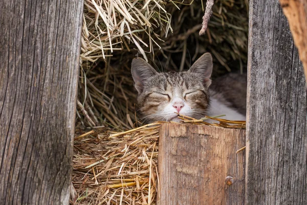 納屋で子猫 — ストック写真