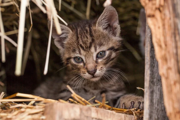 Gatinho no celeiro — Fotografia de Stock