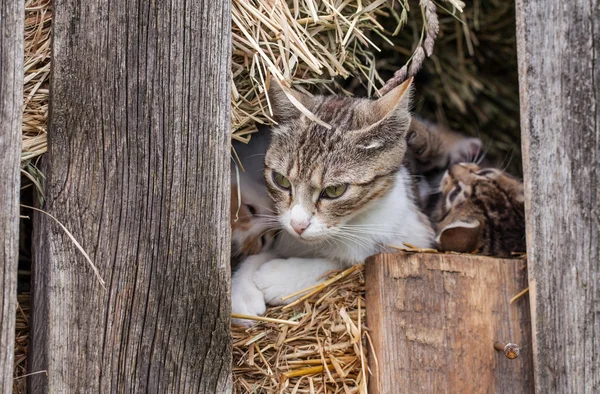 Pequenos gatinhos no celeiro — Fotografia de Stock