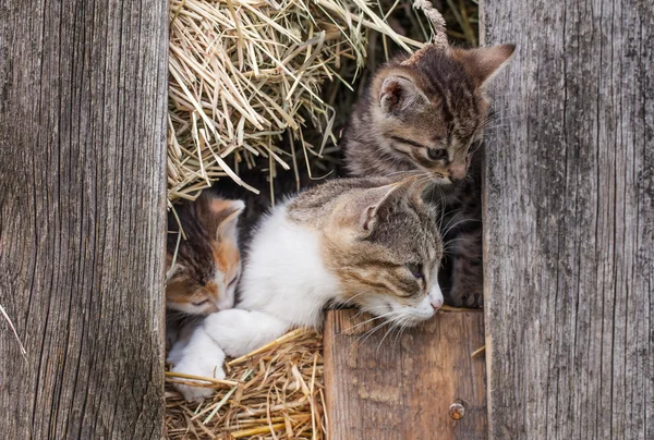 Koťátka ve stodole — Stock fotografie