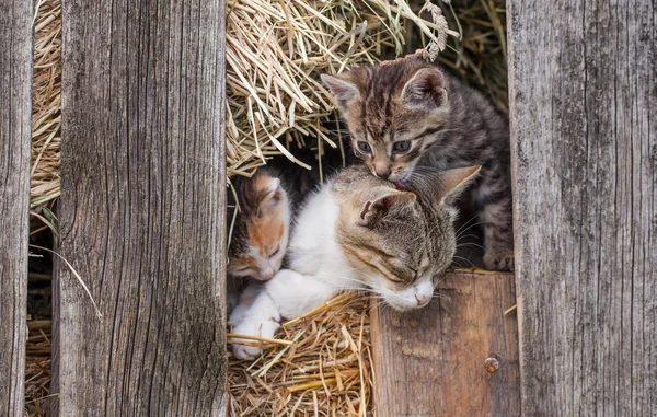 Pequenos gatinhos no celeiro — Fotografia de Stock