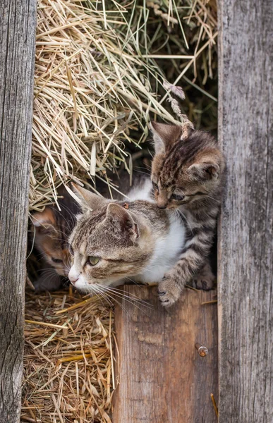 Gattini nel fienile — Foto Stock