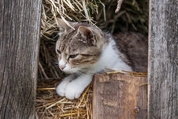 Mały kotek w stodole — Zdjęcie stockowe