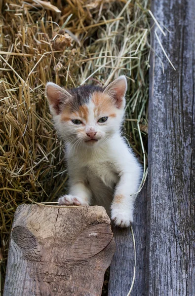 Gatinho no celeiro — Fotografia de Stock