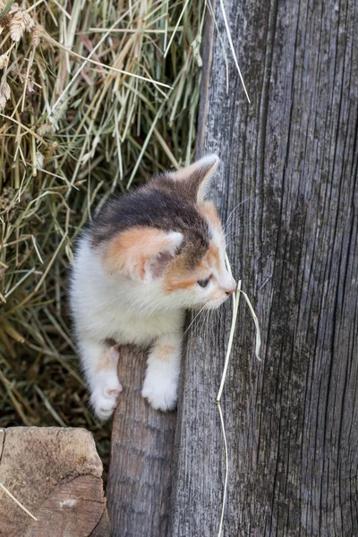 Gatinho no celeiro — Fotografia de Stock