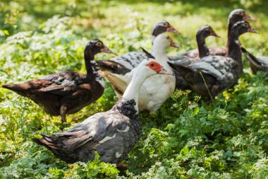 yabani otlar üzerinde çiftlik ördek