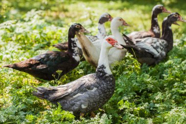 yabani otlar üzerinde çiftlik ördek