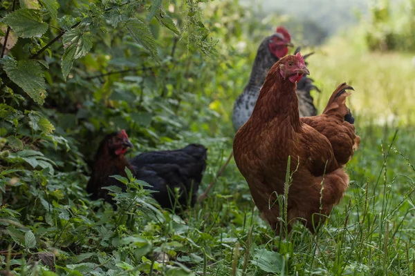 Egg-laying hens in the yard — Stock Photo, Image