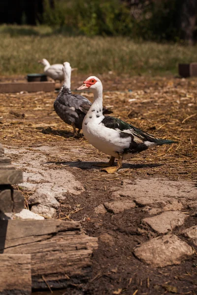 农家院里的乡村农场鸭子 — 图库照片