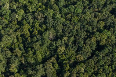 Ormanın havadan görünüşü 