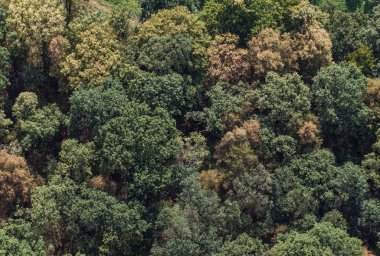 Pitoresk, yeşil orman