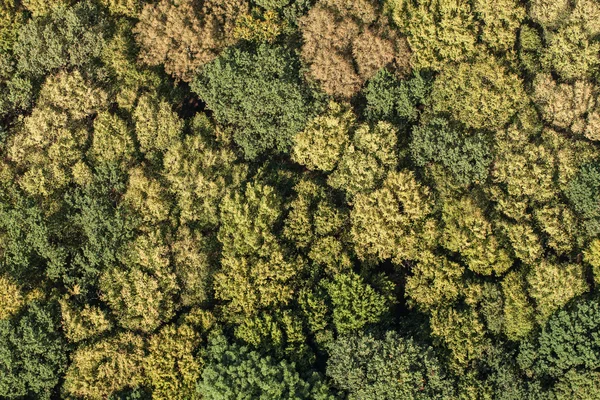 Floresta pitoresca e verde — Fotografia de Stock