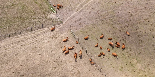 Aerial view of herd of cows at summer green field — Stock Photo, Image