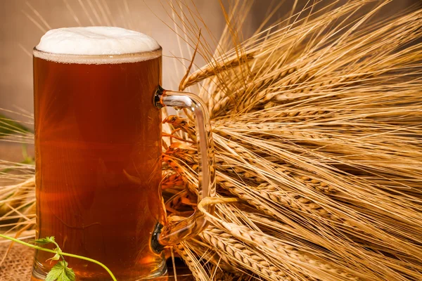 Glass of light beer and spikes of barley — Stock Photo, Image