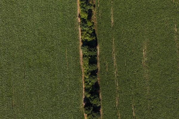 Vista aérea dos campos de colheita — Fotografia de Stock