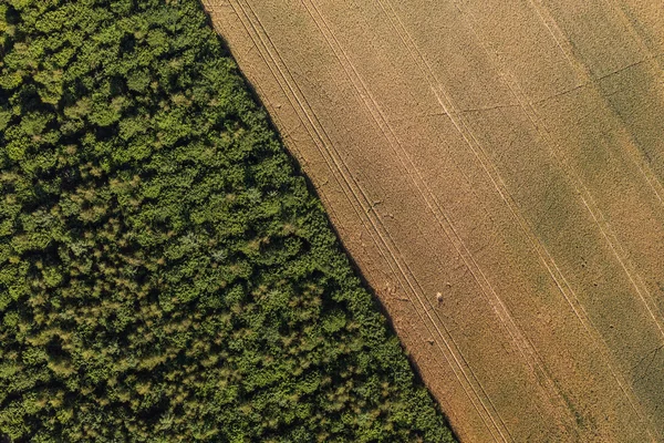 Вид на лес с воздуха — стоковое фото