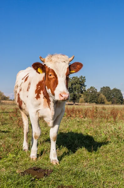 Koeienherder op het groene zomerveld — Stockfoto