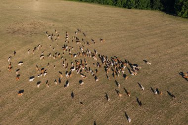Yaz yeşil alan, inek sürüsü havadan görünümü