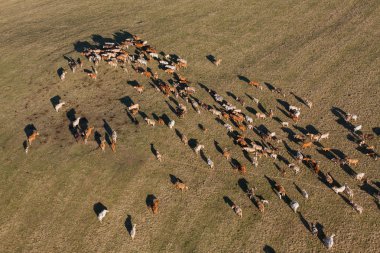 Yaz yeşil alan, inek sürüsü havadan görünümü