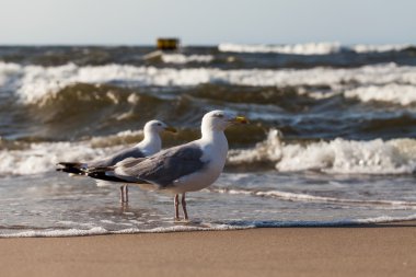 Kumlu sahilde ringa martı