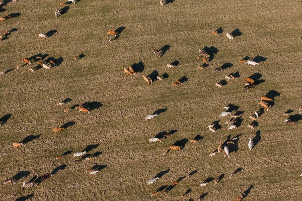 Aerial view of herd of cows at summer green field — Stock Photo, Image