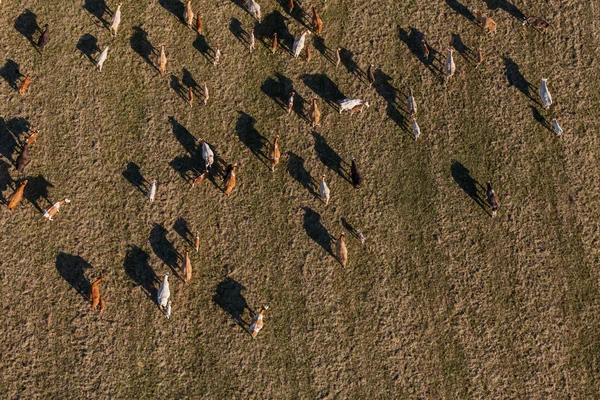 Flygfoto över besättningen kor på sommaren gröna fält — Stockfoto