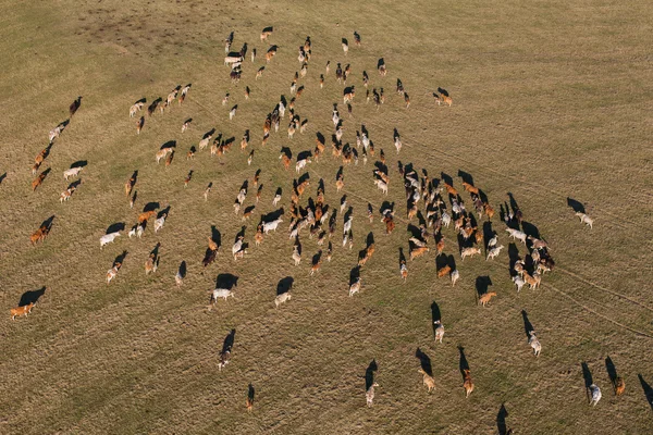 Letecký pohled stáda krav na letní zelené pole — Stock fotografie