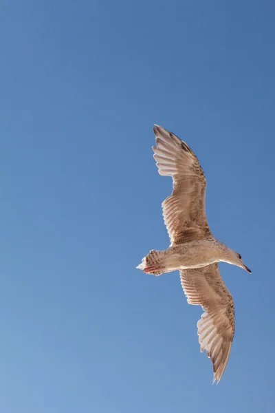 Herring Gull on the blue sky — Stock Photo, Image
