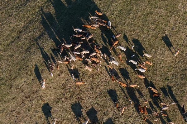 Ptaka stada krów w lato zielone pole — Zdjęcie stockowe