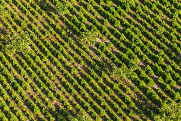 Plantação de árvores verdes — Fotografia de Stock