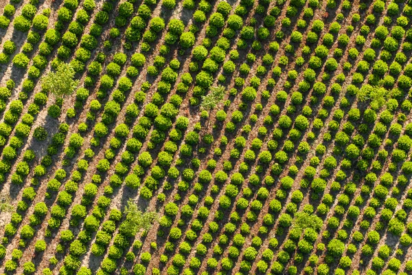 Plantación de árboles verdes —  Fotos de Stock