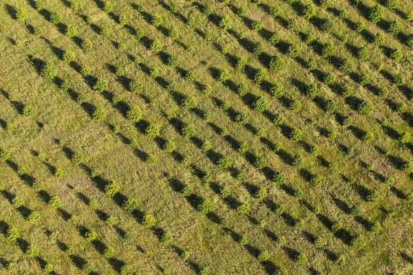 Vista aérea de los campos de cosecha — Foto de Stock