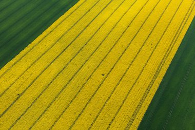 hasat alanlarının havadan görünümü 