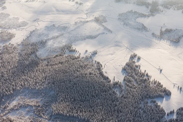Luftaufnahme des Waldes im Winter — Stockfoto