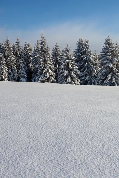 Floresta no tempo de inverno — Fotografia de Stock