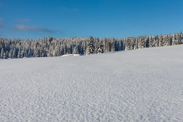 Floresta no tempo de inverno — Fotografia de Stock