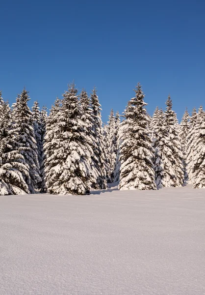 Bossen in de winter — Stockfoto