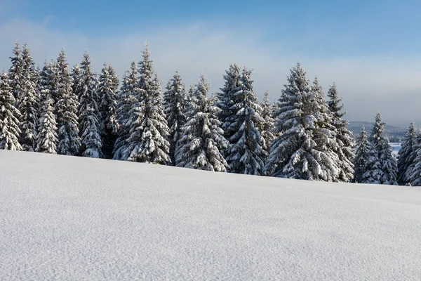 Télen erdő — Stock Fotó